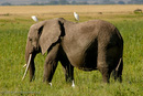 Elefant mit Anhaltern