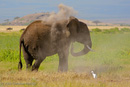 Elefant beim Sandbad