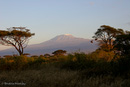 Kilimanjaro im Sonnenaufgang