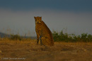 Gepard