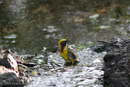 Vogel im Bad