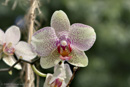 Orchidee