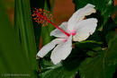 Pflanzen | Plants