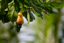 Canon EOS-1D Mark IV - EF70-200mm f/2.8L USM