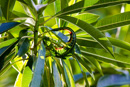 Canon EOS-1D Mark IV - 50-500mm